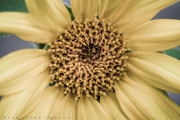 Yr6•328/365•2154 Muted Yellow August 24, 2015