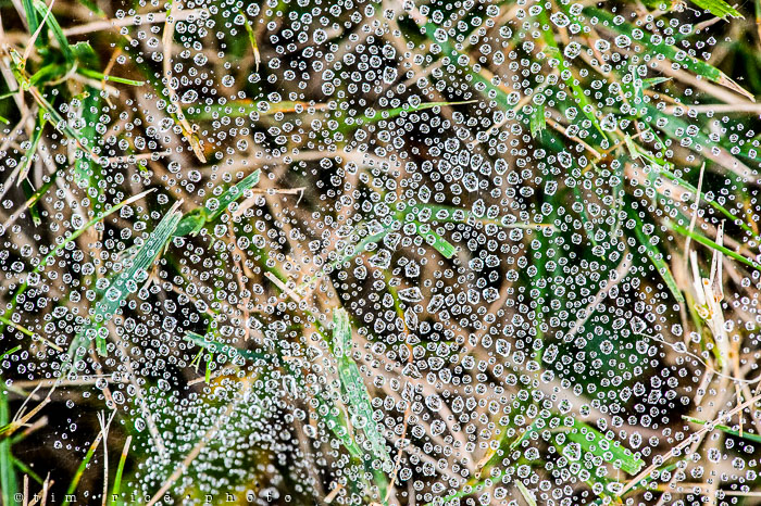 Yr6•329-365•2153•Over Grass