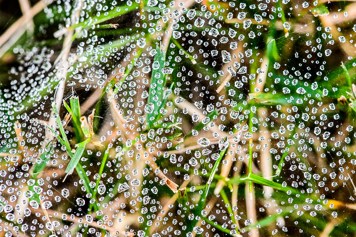 Yr6•330-365•2153•Over Grass