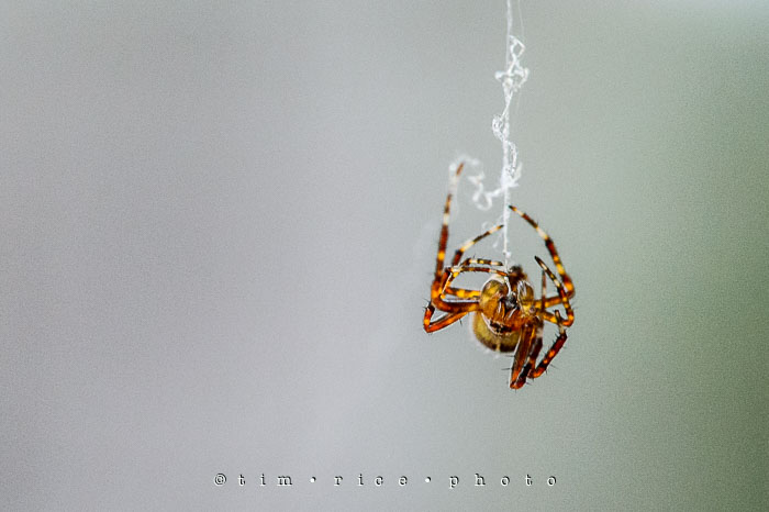 Yr6•336/365•2162 A Spiders Way September 1, 2015