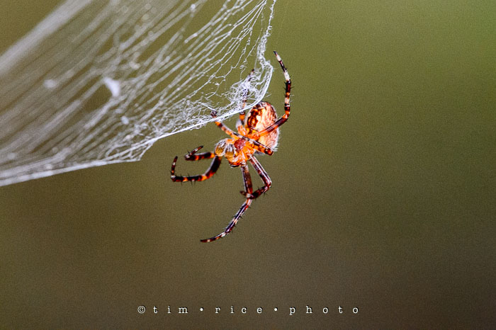 Yr6•336-365•2162•A Spiders Way