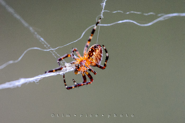 Yr6•337-365•2162•A Spiders Way