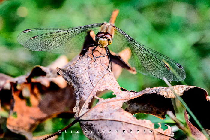 Yr6•337/365•2163 Nothing Like a Dragon September 2, 2015