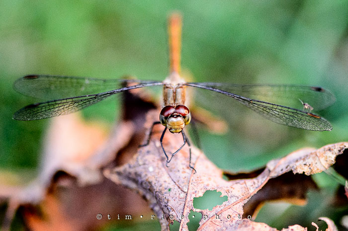 Yr6•337-365•2163•Nothing Like a Dragon