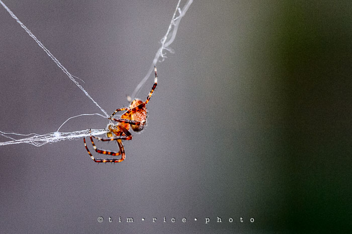 Yr6•338-365•2162•A Spiders Way