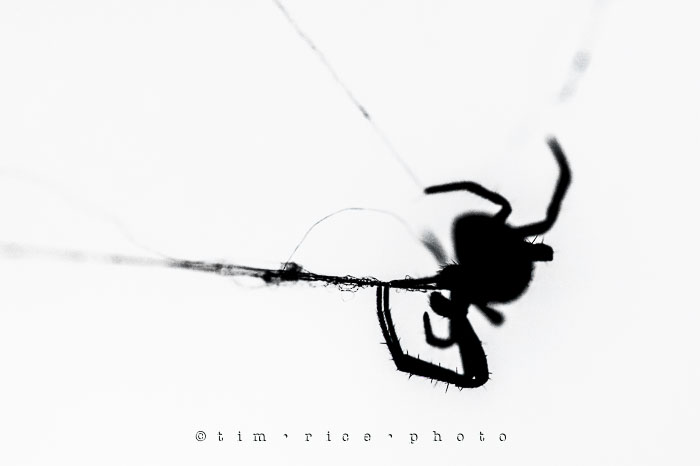 Yr6•339-365•2162•A Spiders Way