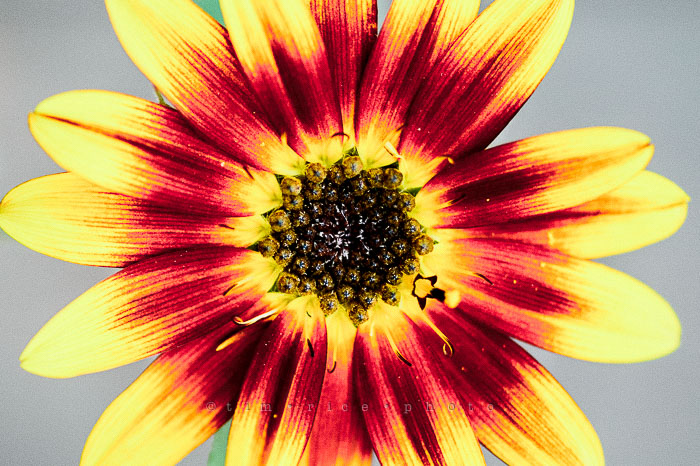 Yr6•339/365•2165 Ring Around September 4, 2015