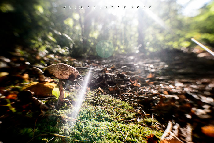 Yr6•340/365•2166 In The Woods September 5, 2015