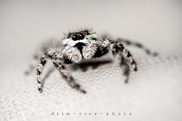 Yr6•344/365•2170 The Watching Spider September 8, 2015