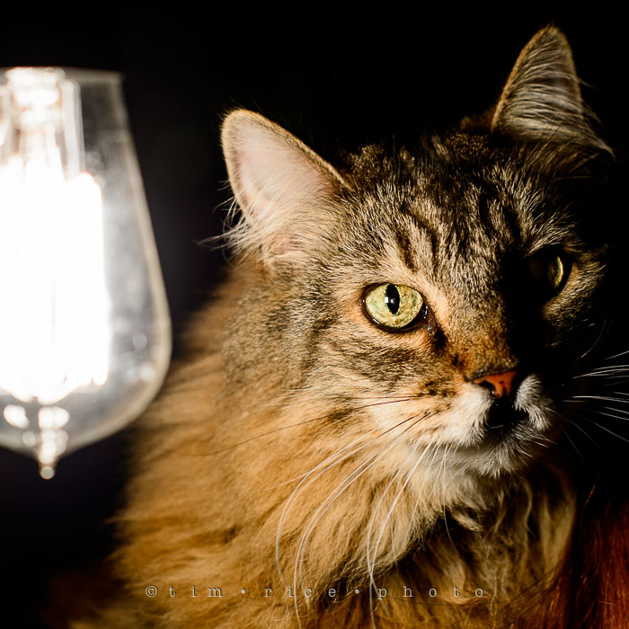 Yr6•346-365•2172•Anna at 17