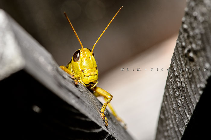 Yr6•349/365•2176 The Curious Hopper September 14, 2015