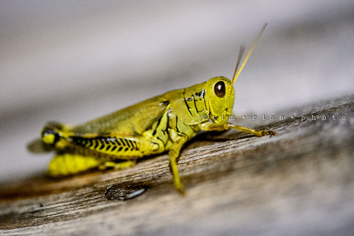 Yr6•350-365•2176•The Curious Hopper
