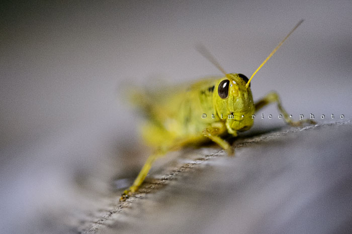 Yr6•351-365•2176•The Curious Hopper