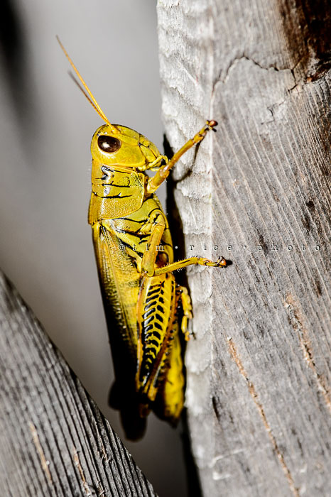 Yr6•352-365•2176•The Curious Hopper