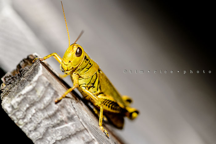 Yr6•353-365•2176•The Curious Hopper