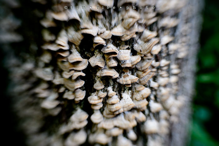 Yr6•358-365•2166•Brady One-Bulb