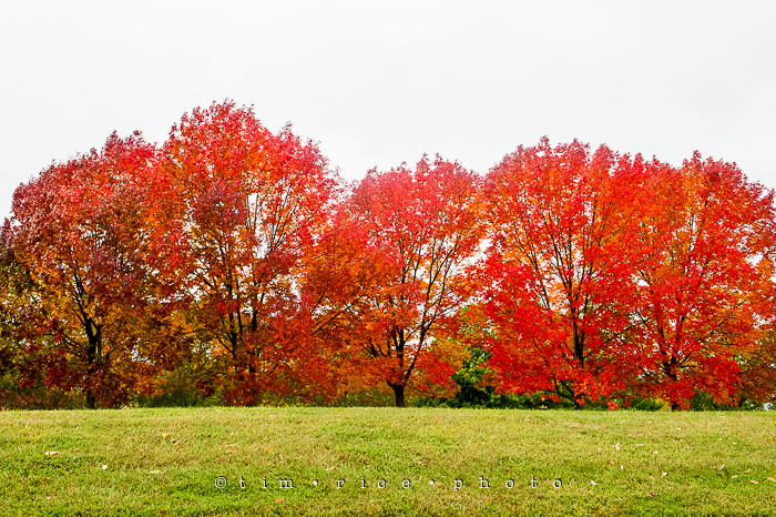 Yr7•009/365•2200 Foliage October 9, 2015