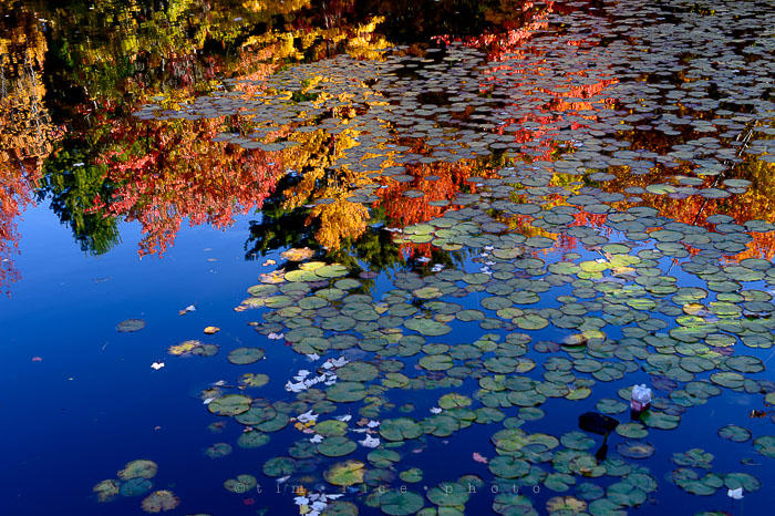 Yr7•015-365•2203•New England Fall