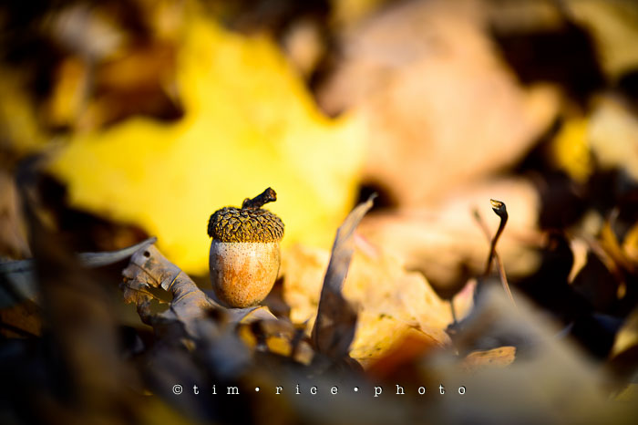 Yr7•023-365•2214•Acorn Among