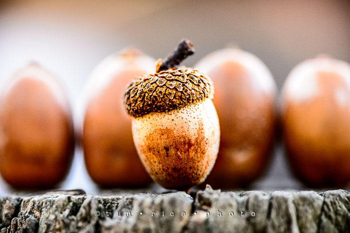 Yr7•023/365•2214 Acorn Among October 23, 2015