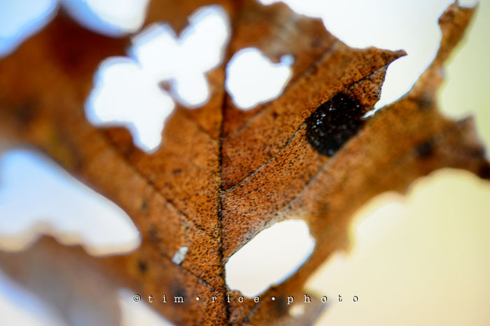 Yr7•024-365•2214•Acorn Among