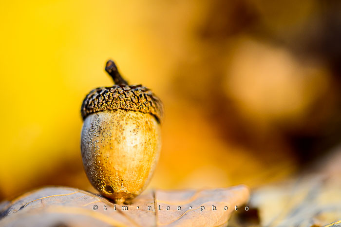 Yr7•025-365•2214•Acorn Among