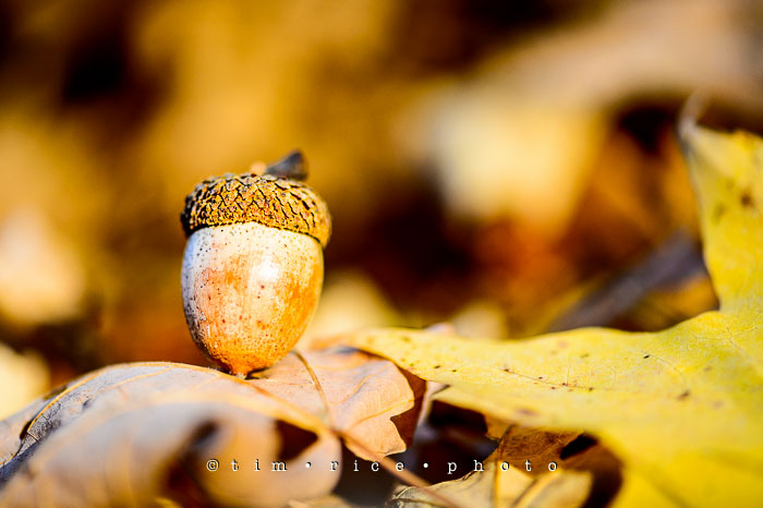 Yr7•026-365•2214•Acorn Among