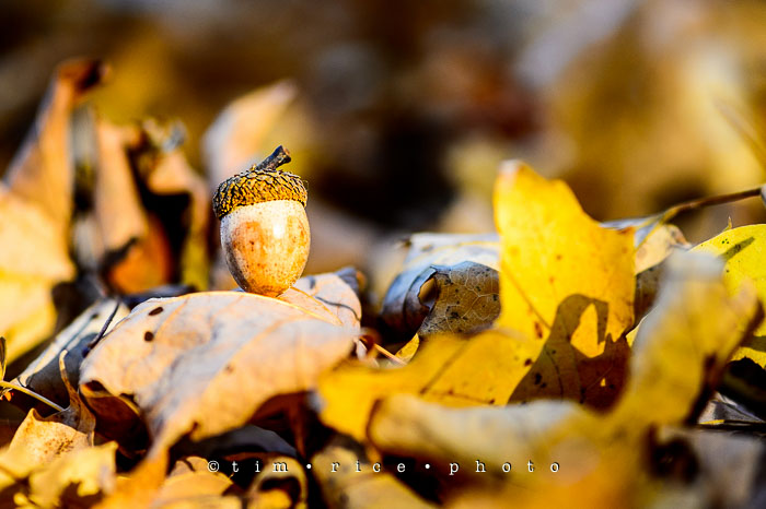 Yr7•027-365•2214•Acorn Among