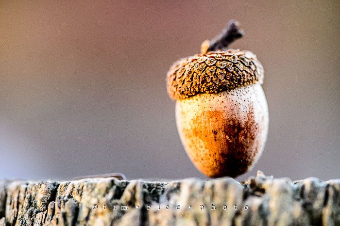 Yr7•028-365•2214•Acorn Among