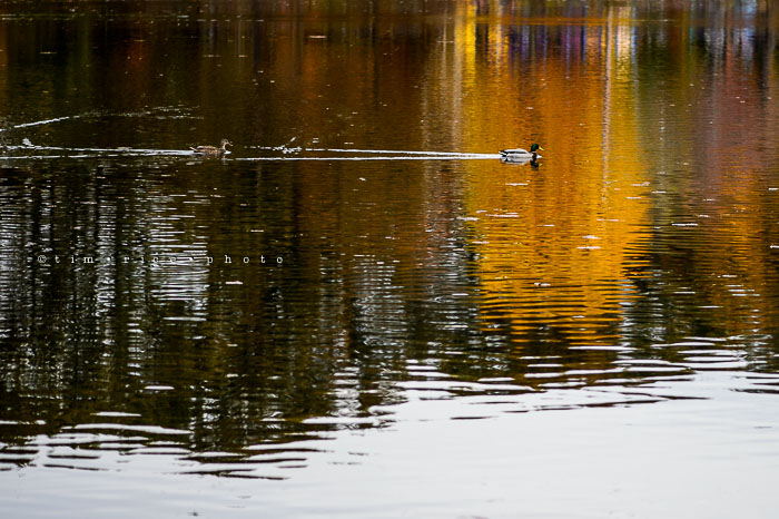 Yr7•028-365•2218•Water Colors