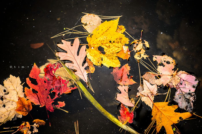 Yr7•029-365•2218•Water Colors