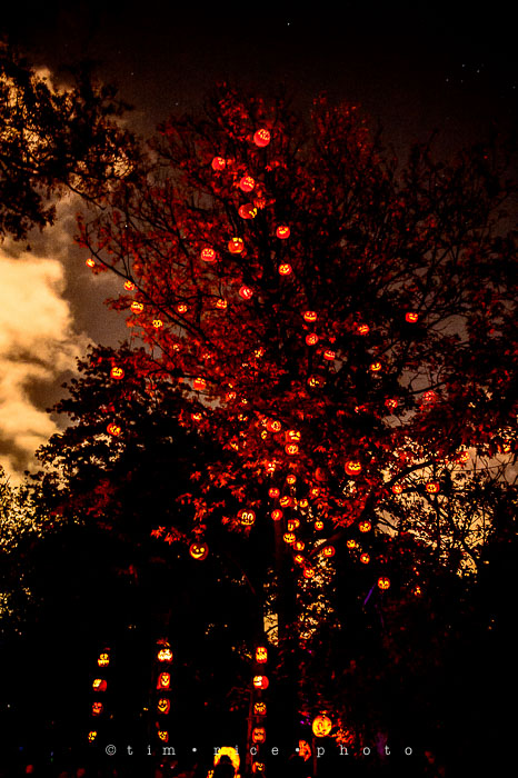 Yr7•036-365•2204•Jack O'Lantern Spectacular