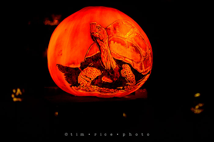 Yr7•037-365•2204•Jack O'Lantern Spectacular