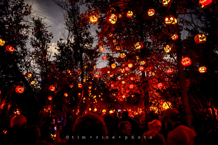 Yr7•039-365•2204•Jack O'Lantern Spectacular