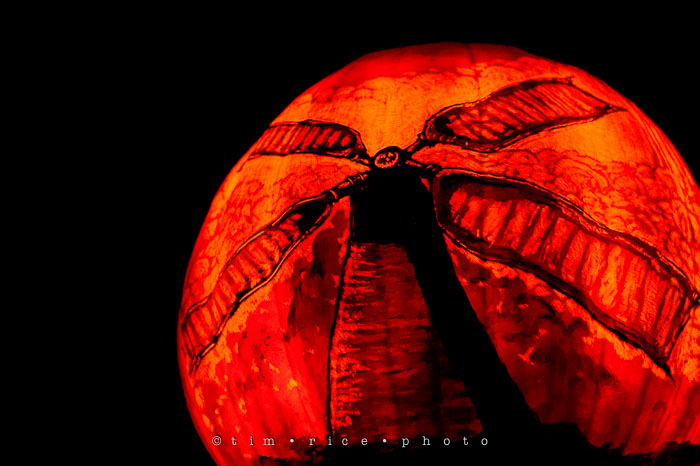 Yr7•042-365•2204•Jack O'Lantern Spectacular