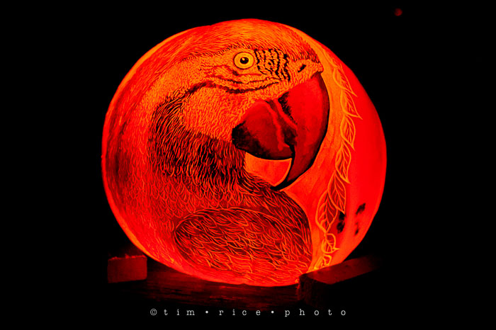 Yr7•052-365•2204•Jack O'Lantern Spectacular