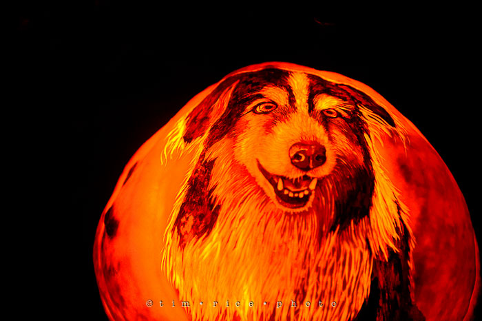 Yr7•072-365•2204•Jack O'Lantern Spectacular