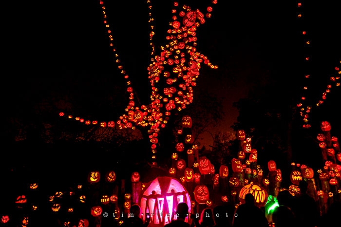 Yr7•080-365•2204•Jack O'Lantern Spectacular