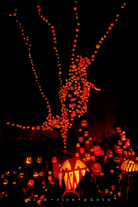 Yr7•081-365•2204•Jack O'Lantern Spectacular