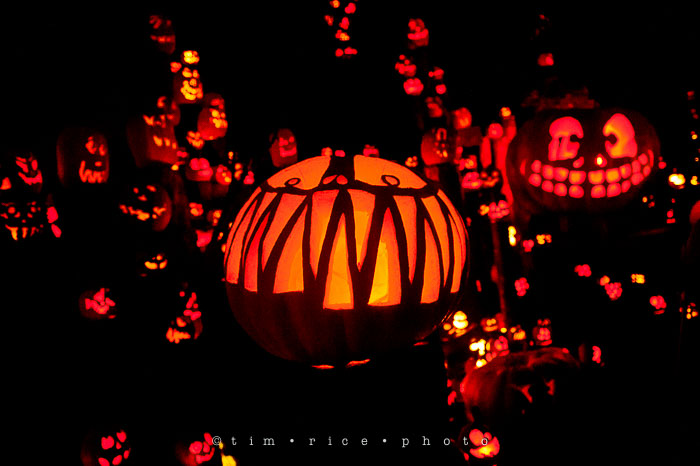 Yr7•083-365•2204•Jack O'Lantern Spectacular