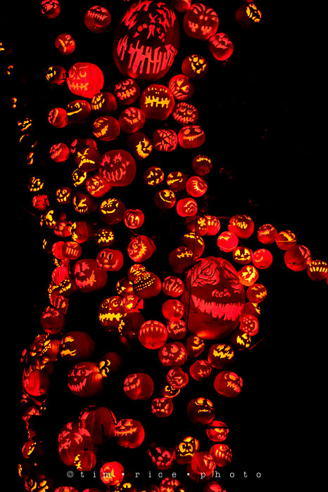 Yr7•084-365•2204•Jack O'Lantern Spectacular