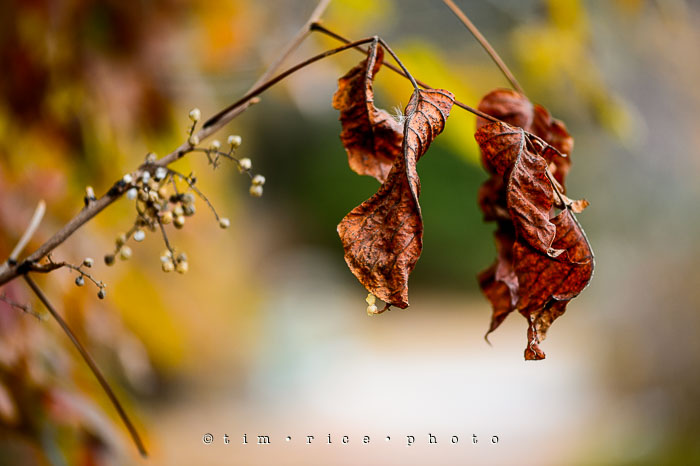 Yr7•033/365•2224 Autumn Leaves November 2, 2015