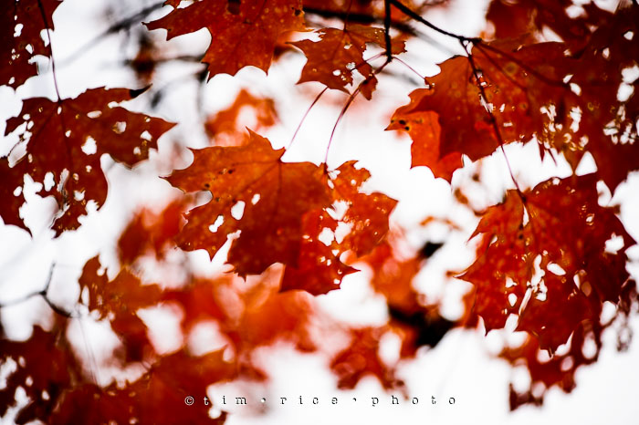 Yr7•033-365•2224•Autumn Leaves