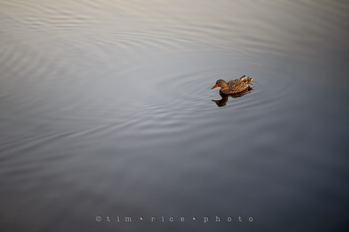 Yr7•037/365•2228 Peaceful November 5, 2015