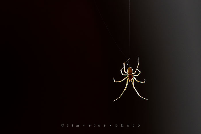 Yr7•047/365•2238 The Visitor November 16, 2015