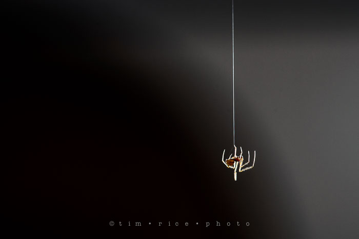 Yr7•049-365•2238•Vistitor