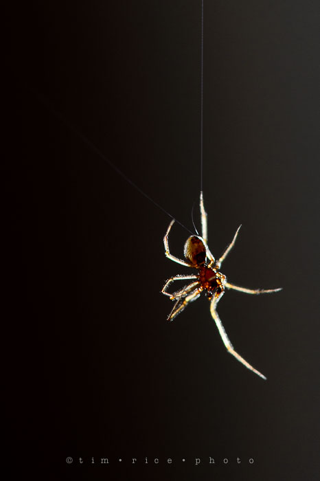 Yr7•050-365•2238•Vistitor