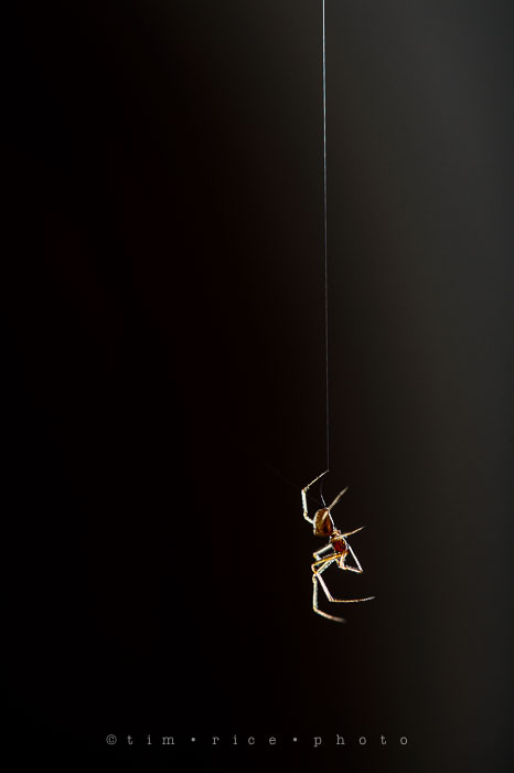 Yr7•051-365•2238•Vistitor