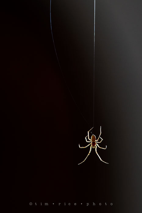 Yr7•053-365•2238•Vistitor