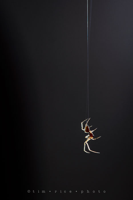 Yr7•054-365•2238•Vistitor